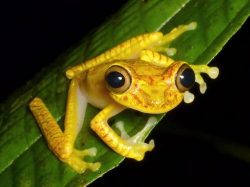 Chachi Tree Frog, Hypsiboas picturatus, A. Kay